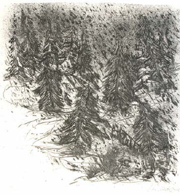 db_48_Li_Regen_im_Tannenwald.jpg