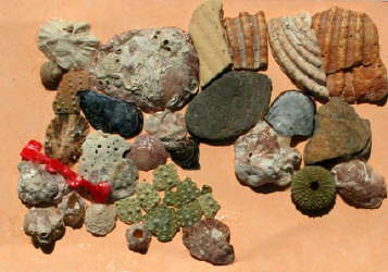 db_49_Muschelzeug.jpg